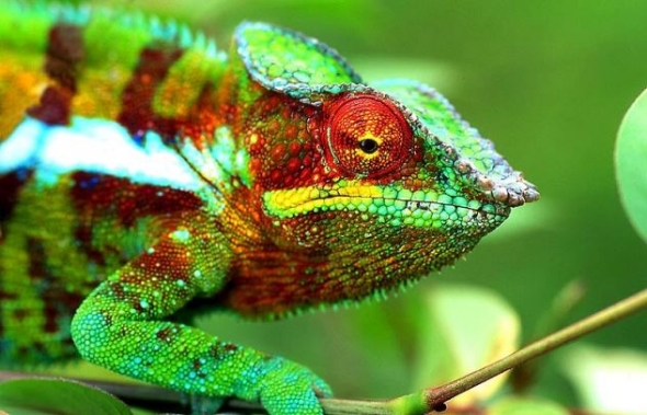 Camlon panthre (Furcifer pardalis) Autor: Jean-Louis Vandevivre