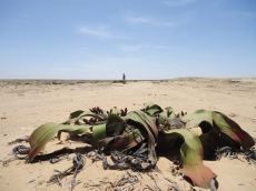 Welwitschia mirabilis: um ser vivo milenar do deserto de Moçamedes