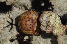 A RELEVÂNCIA DA BIODIVERSIDADE DOS ECOSSISTEMAS COSTEIROS