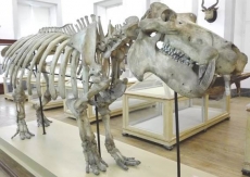 O mistério do esqueleto do Hipopótamo do Museu da Ciência