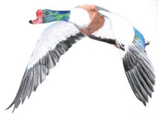 venho de longe - aves migratórias 