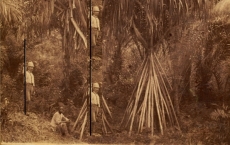 HISTÓRIAS DE EXPEDIÇÕES BOTÂNICAS  | CICLO DE PALESTRAS