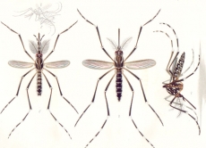 O mosquito Aedes aegypti e o perigo iminente de transmitir doenças na Europa