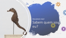 SABEM QUEM SOU EU? – DESAFIO 2