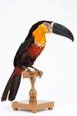 Ramphastos vitellinus ariel (Vigors, 1826) - ZOO.0002164 - Rio de Janeiro, 1899