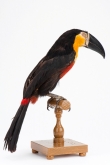 Ramphastos vitellinus ariel (Vigors, 1826) - ZOO.0002164 - Rio de Janeiro, 1899