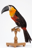 Ramphastos vitellinus ariel (Vigors, 1826) - ZOO.0002164 - Rio de Janeiro, 1899