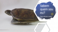 SABEM QUEM SOU EU? – DESAFIO 5