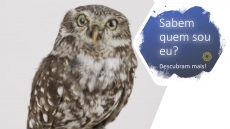 SABEM QUEM SOU EU? – DESAFIO 6