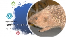 SABEM QUEM SOU EU? – DESAFIO 10