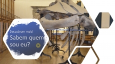 SABEM QUEM SOU EU? – DESAFIO 11