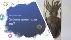 SABEM QUEM SOU EU? – DESAFIO 14