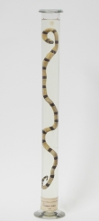 Micrurus corallinus (Merrem, 1820), ZOO.0004203