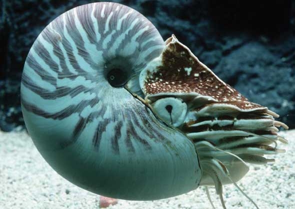 Imagem do cefalópode Nautilus, um fóssil vivo que possui um olho simples, tipo câmara, sem qualquer lente. [Monterey Bay Aquarium, California]