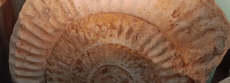 APODEROCERAS: OS SUBMARINOS DA PALEONTOLOGIA