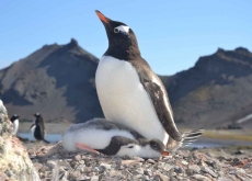 Ciência Polar e Educação