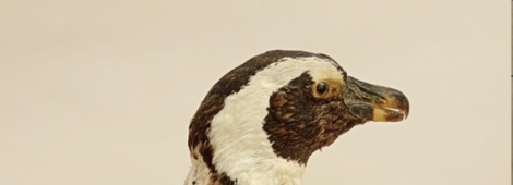 OS PINGUINS DA LIBERDADE